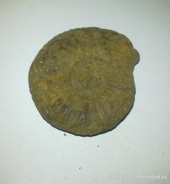 аммониты, Ammonites