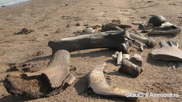 Большерогий олень