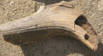 фрагмент рога Большерогого оленя