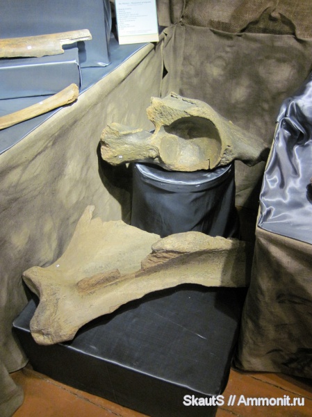 млекопитающие, неоплейстоцен