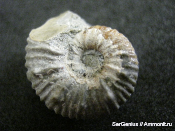 мел, Acanthohoplites, Краснодарский край, р. Пшиш, Cretaceous