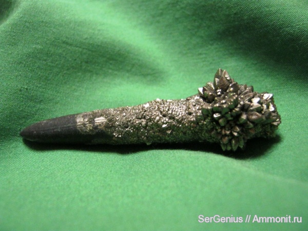 белемниты, мел, мезозой, пирит, Карачаево-Черкессия, Cretaceous, belemnites