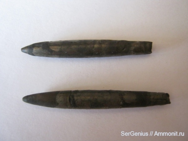 белемниты, мезозой, нижний мел, Карачаево-Черкессия, Lower Cretaceous, belemnites