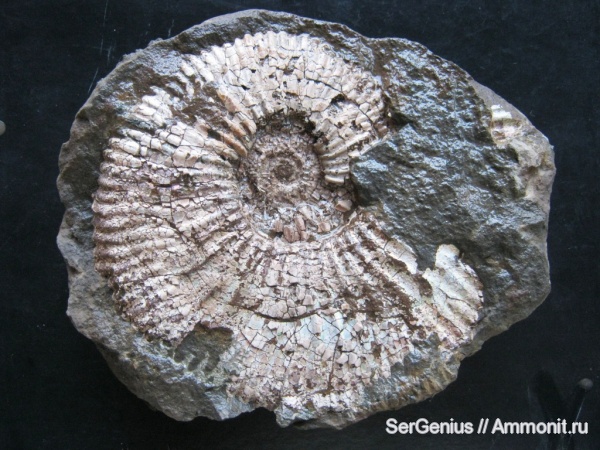 мел, пирит, Acanthohoplites, Северная Осетия, Cretaceous