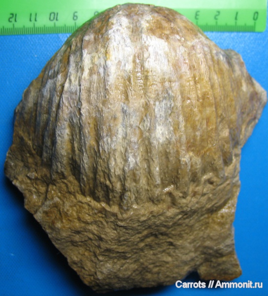 брахиоподы, Москва, Gigantoproductus