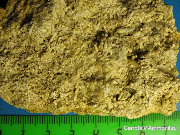 Москва, фузулиниды