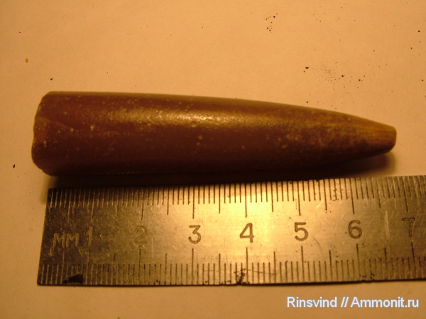 белемниты, Москворечье, belemnites