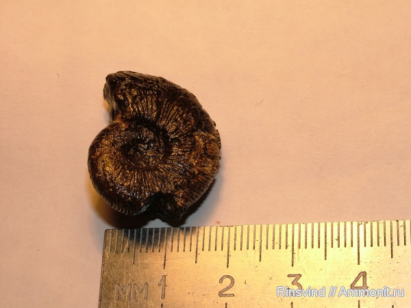 аммониты, Zaraiskites, Ammonites