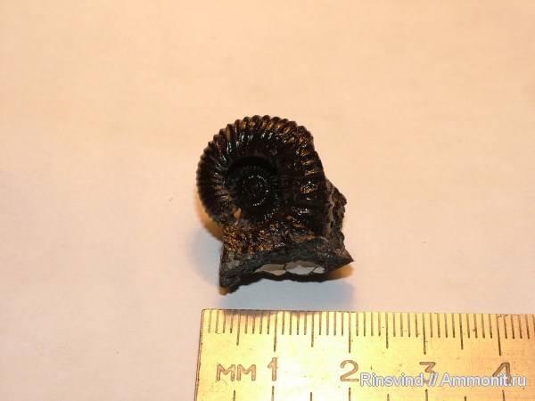 аммониты, Москворечье, Pavlovia, Ammonites