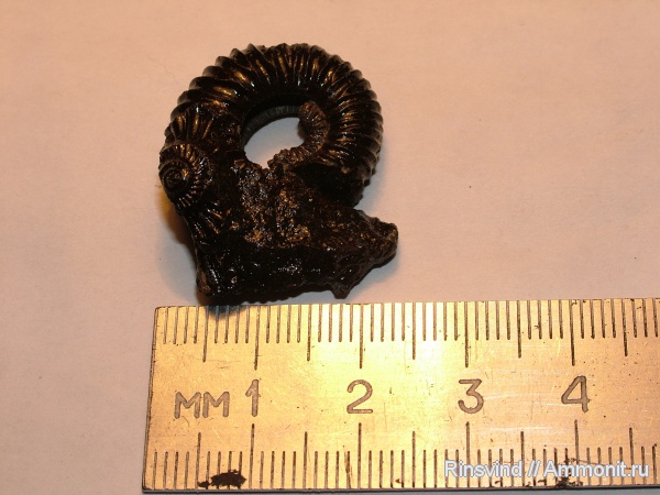 аммониты, Москворечье, Pavlovia, Ammonites