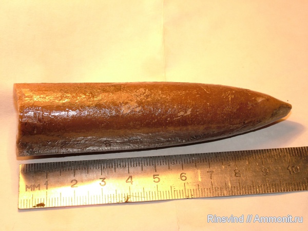 белемниты, Москворечье, belemnites