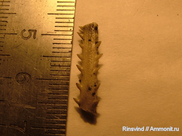 морские ежи, Фили, Rhabdocidaris