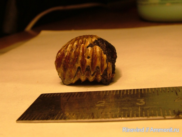 брахиоподы, Фили