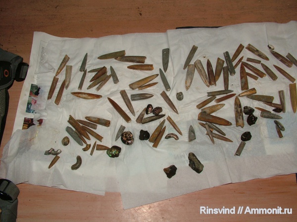 белемниты, Фили, belemnites