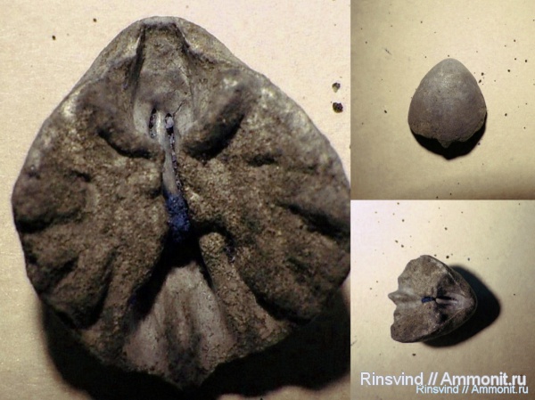 брахиоподы, Фили