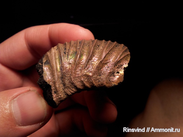 аммониты, Фили, прижизненные повреждения, Ammonites