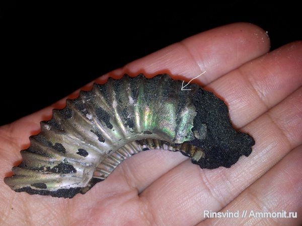 аммониты, Фили, Epivirgatites, Ammonites