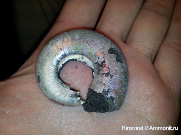 аммониты, Фили, Kachpurites, Kachpurites fulgens, Ammonites, Volgian