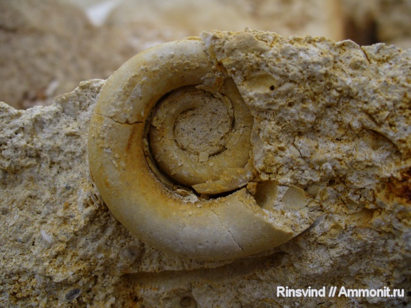 гастроподы, Домодедово, Euomphalus