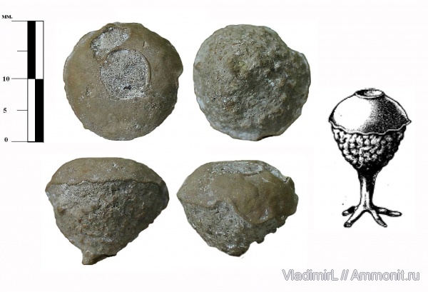мел, губки, Волгоградская область, Camerospongia, Мелоклетский, Cretaceous