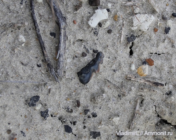 палеоген, рыбы, палеоцен, акулы, Notidanodon, Волгоградская область, Hexanchiformes, Серафимович, fish, sharks