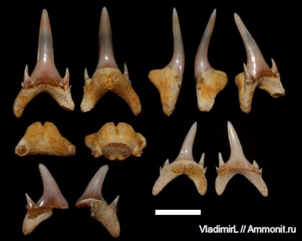 палеоген, рыбы, палеоцен, акулы, Odontaspis, Волгоградская область, Lamniformes, Odontaspis winkleri, Odontaspididae, Серафимович, тенет, fish, sharks