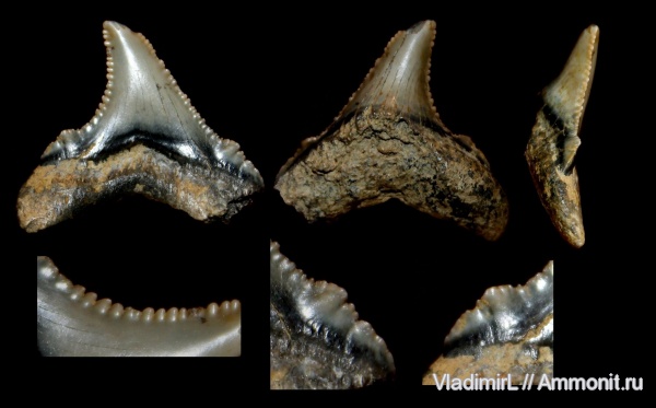 палеоген, рыбы, эоцен, акулы, Otodus, Волгоградская область, Lamniformes, Otodontidae, Волгоград, Otodus sokolovi, fish, sharks