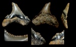 Зуб Otodus.