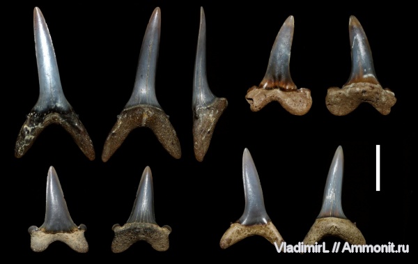 палеоген, палеоцен, акулы, Волгоградская область, Striatolamia, Striatolamia striata, Mitsukurinidae, танет
