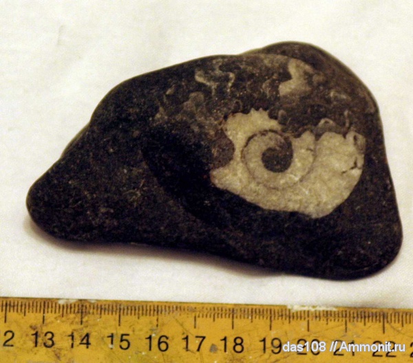 аммониты, моллюски, головоногие моллюски, беспозвоночные, Ammonites