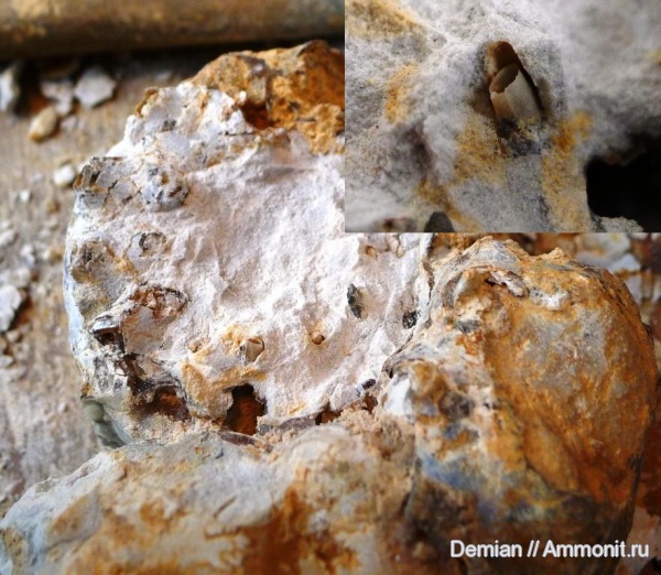 шипы, Aspidoceras