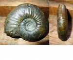 Anaplanulites submutatus (Nikitin). Anaplanulites submutatus (Nikitin).