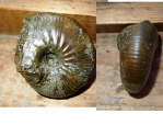 Rondiceras tscheffkini (d'Orb.) Rondiceras tscheffkini (d'Orb.)
