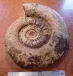 Indosphinctes Indosphinctes