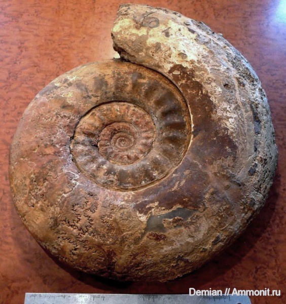 юра, келловей, Indosphinctes, Никитино, Callovian, Jurassic, Middle Jurassic