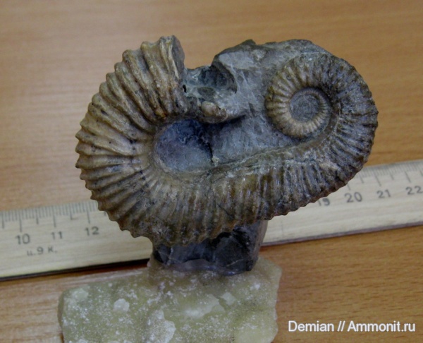 Ульяновск, Toxoceratoides