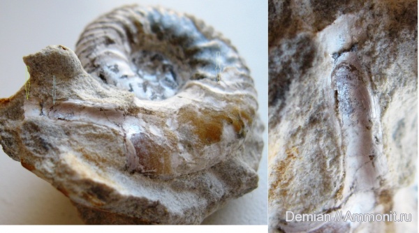 ушки, Липицы, Sutneria, Microconchs, lappets