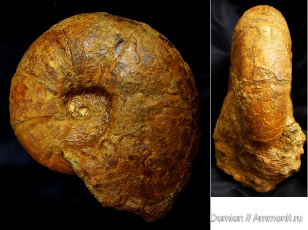 Крым, Valdedorsella, верхний готерив