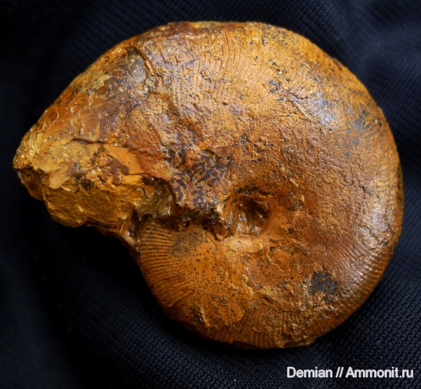 нижний баррем, Euphylloceras, верхний готерив, Euphylloceras ponticuli