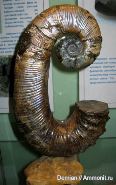 Ульяновск, Audouliceras