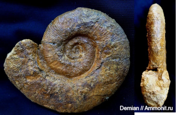 Крым, Pseudothurmannia