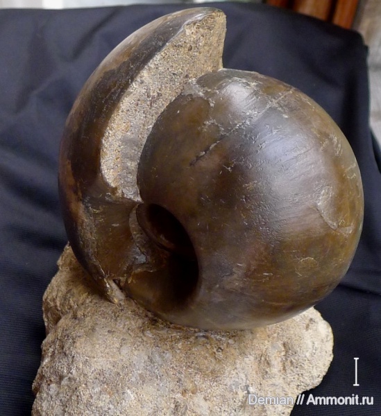 юра, Rondiceras, Никитино, Jurassic