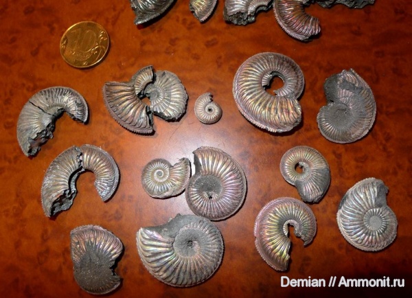 аммониты, оксфорд, Марково, Amoeboceras, Amoeboceras alternoides