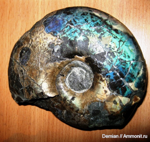 аммониты, Ульяновск, Craspedites