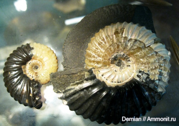 аммониты, Ульяновск, Deshayesites