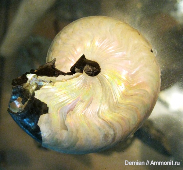 аммониты, Ульяновск, Aconeceras