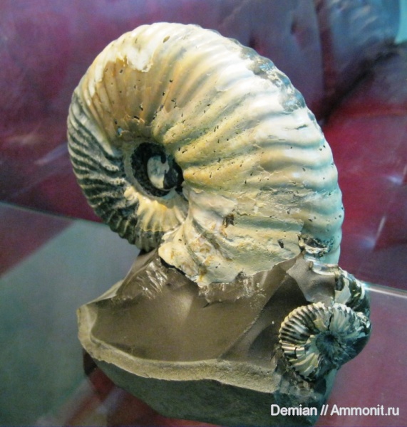аммониты, Ульяновск, Deshayesites