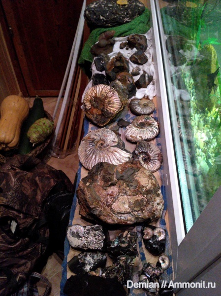 аммониты, Ульяновск, Deshayesites