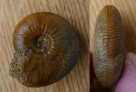Kosmoceras enodatum Kosmoceras enodatum