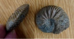 Pseudocadoceras (Pressuloceras) homoeomorphum Kiselev Pseudocadoceras (Pressuloceras) homoeomorphum Kiselev